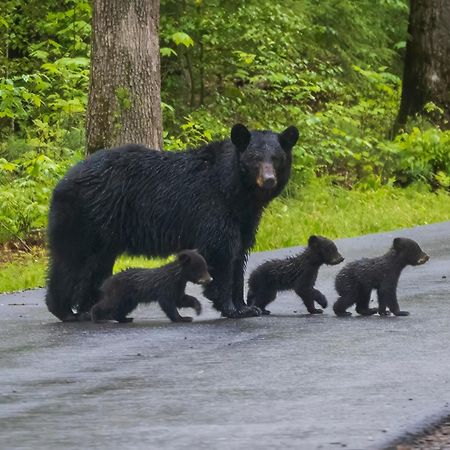 Majestic View Lodge, Amazing Views, Hot Tub, 1089 Free Tickets Each Paid Day, Dollywood And More Gatlinburg Ngoại thất bức ảnh